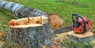 Best Arborist Consultation Services  in Keller, TX