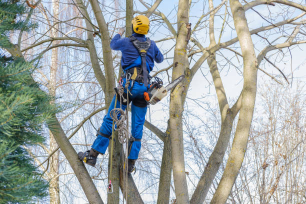 Leaf Removal in Keller, TX